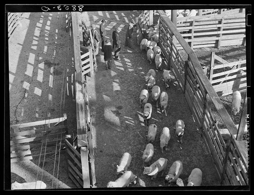 Sheep entering the stockyards. South Omaha, Nebraska