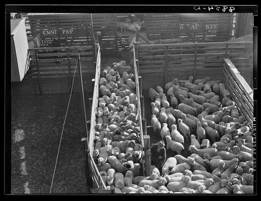 Unloading sheep at the stockyards. South Omaha, Nebraska