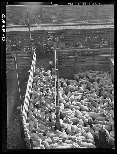 Unloading sheep at the stockyards. South Omaha, Nebraska