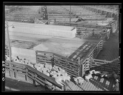 Sheep entering the stockyards. South Omaha, Nebraska