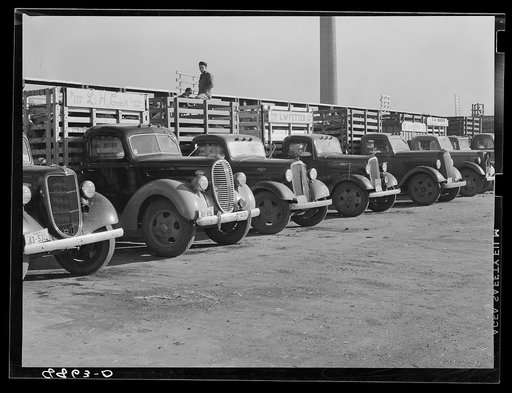 Trucks which bring livestock to the stockyards. South Omaha, Nebraska