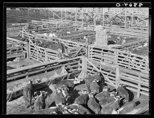 Stockyards. South Omaha, Nebraska