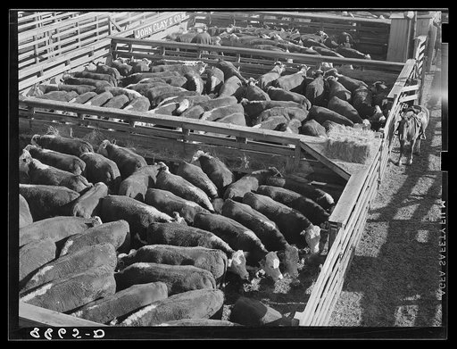 Cattle. Stockyards at south Omaha, Nebraska