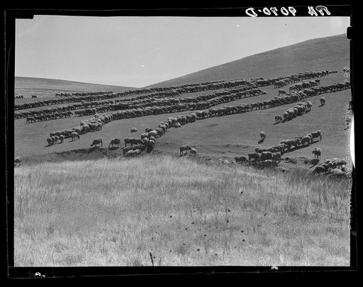 Sheep grazing. California