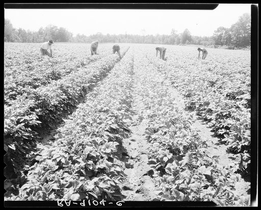 Hightstown, New Jersey. The homesteaders of the farm group are proud of their straight potato row. They have raised very successful crops. The farm was started in 1934