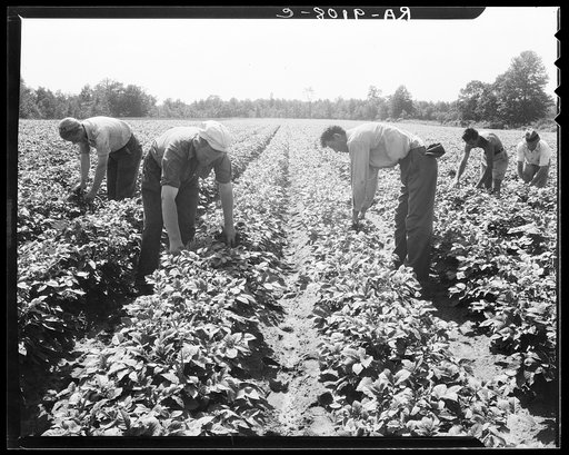Potato field, where the farm members of this resettled group have the second best crop in the three leading potato counties, according to estimates of the New Jersey Agricultural State College. Hightstown, New Jersey