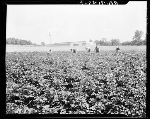 Hightstown, New Jersey. Factory and field, both to be run on cooperative basis by resettled families at Hightstown. The men are working in the potato field, one of the crops on the farm of four hundred and fourteen acres. Here they raised the second best crop in the three leading potato counties acc