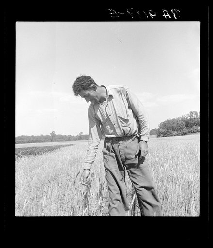 Hightstown, New Jersey. Member of the farming group on the project. Polish-Jewish born, served in the American Army, World War