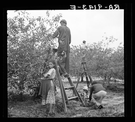 Cherry pickers near Millville, New Jersey. The cherry crop is harvested by local families, men, women and children