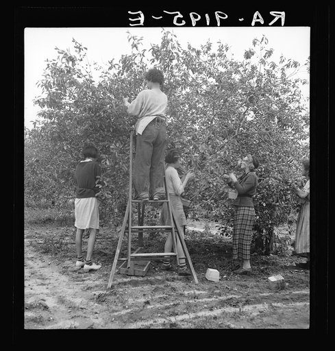 Cherry pickers near Millville, New Jersey. The cherry crop is harvested by local families, men, women and children