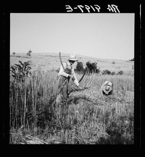 Cradling wheat near Christianburg, Virginia