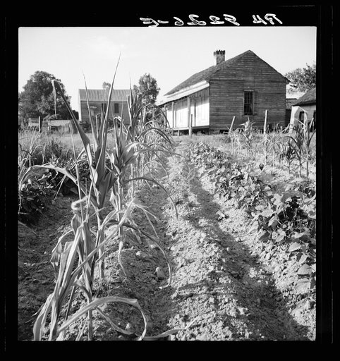 Drying up corn. Near Eutaw, Alabama