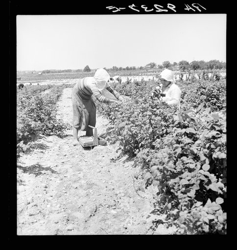 Migrants from Delaware picking berries in southern New Jersey