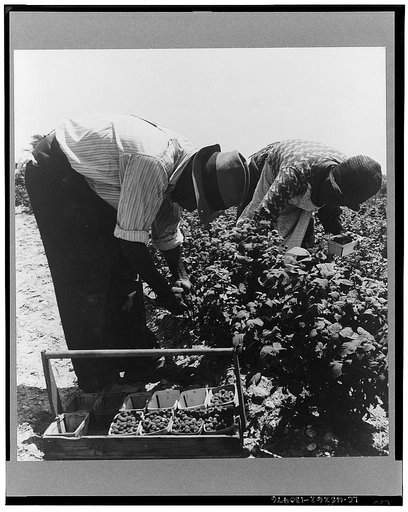 Migrants from Delaware picking berries in southern New Jersey