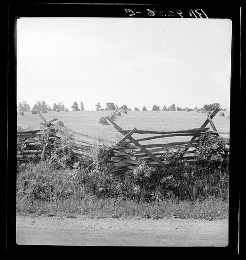 Virginia wheat field