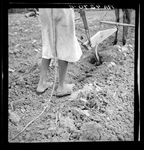 Alabama plow girl. Near Eutaw, Alabama