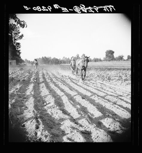 Plowboy in Alabama earns seventy-five cents daily