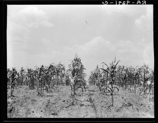 Drought corn. Central Georgia