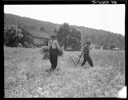 Men cradling wheat in eastern Virginia near Sperryville