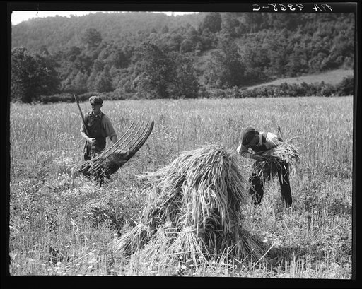 Cradling wheat near Sperryville, Virginia. A hand binder follows the mower. These men had never heard of a combine harvester. "Sure would like to see that." Their father used a reap hook