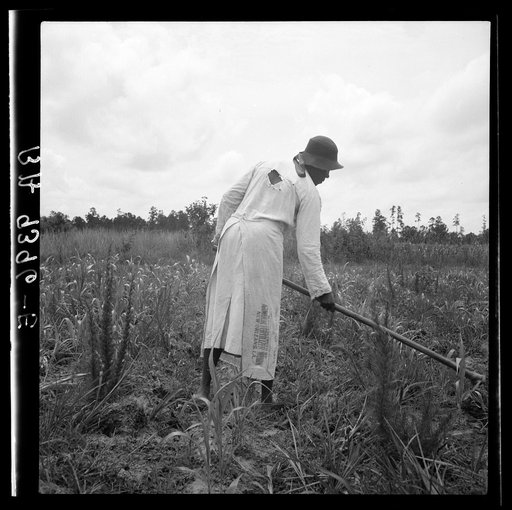 Hoe culture in the South. Mississippi