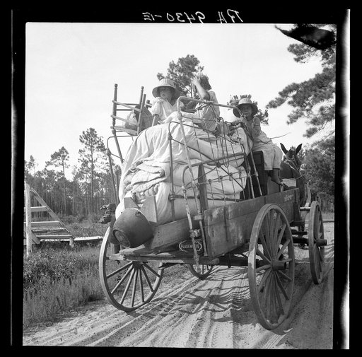 Moving day in the turpentine pine forest country. North Florida