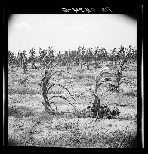 Drying up corn near Eutaw, Alabama