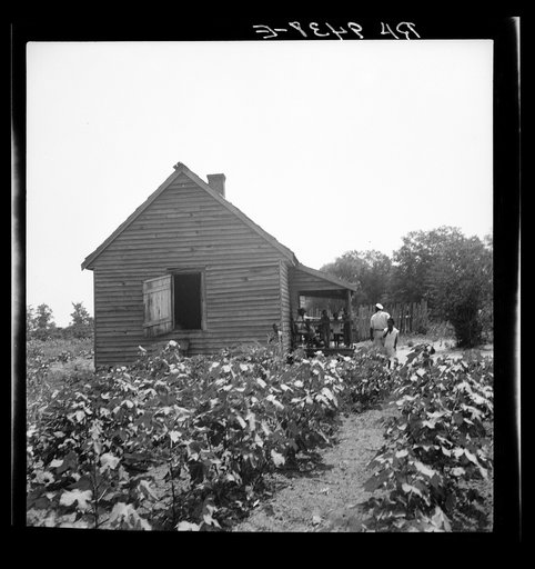 Typical cotton picker's shack of the South. Mississippi