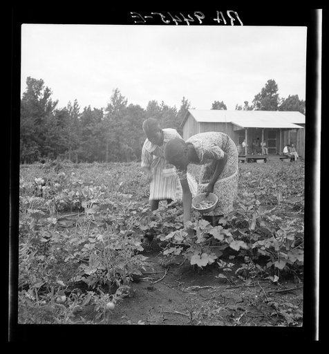 Family of one of the evicted sharecroppers from Arkansas who has been resettled at Hill House, Mississippi