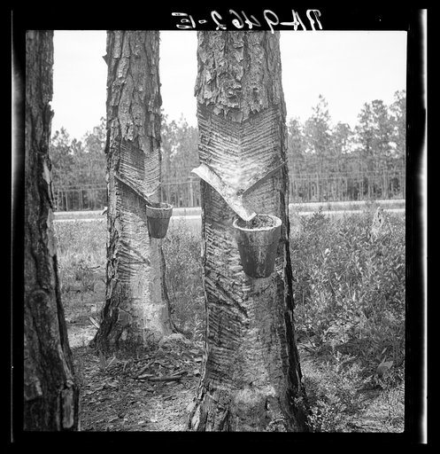 Turpentine trees. Northern Florida