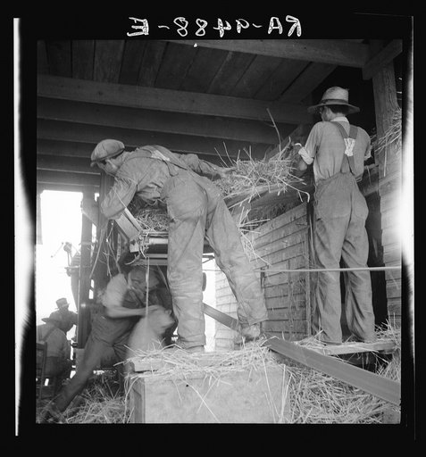 North Carolina threshing