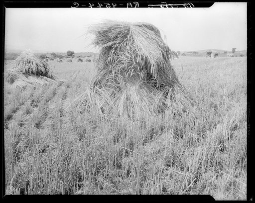 Wheat in Sperryville, Virginia