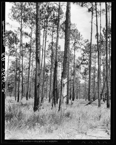 Turpentine trees in northern Florida