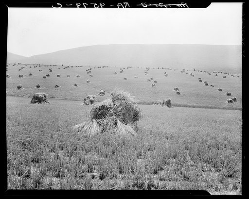 Virginia wheat. Vicinity of Sperryville