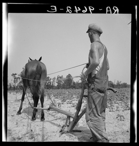White tenant farmer works on shares. North Carolina