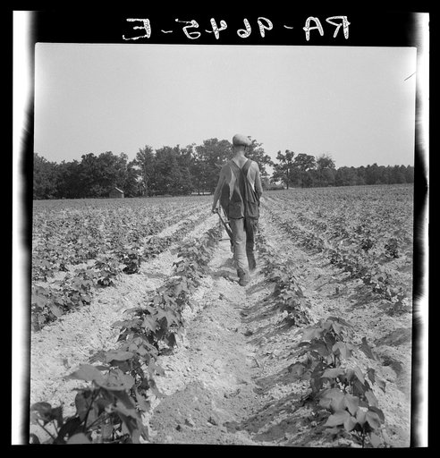 White tenant farmer works on shares. North Carolina