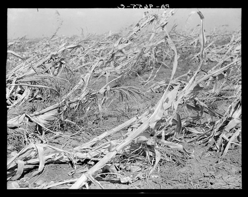 Corn, dried up and lying in the field. The temperature was over one hundred degrees. Between Dallas and Waco, Texas