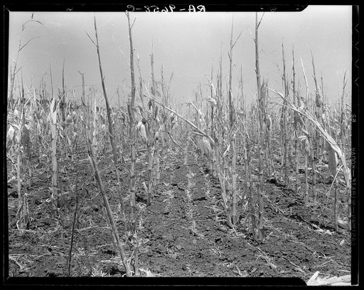 Corn, drought-stricken and eaten off by grasshoppers. Near Russelville, Arkansas