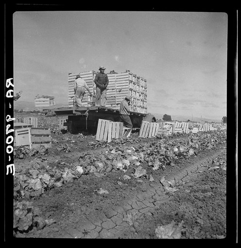 Salinas lettuce fields. California