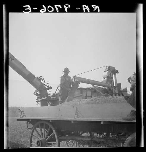Threshing of oats. Clayton, Indiana, south of Indianapolis