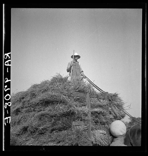 Harvesting oats. Clayton, Indiana
