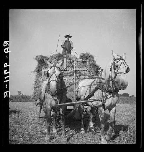 Harvesting oats. Clayton, Indiana, south of Indianapolis
