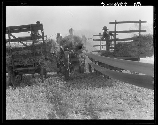 The threshing of oats. Clayton, Indiana, south of Indianapolis