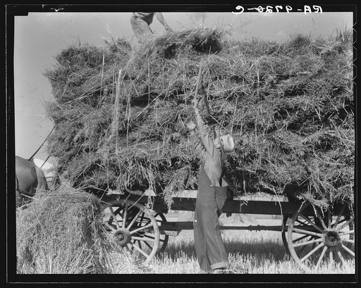 The threshing of oats. Clayton, Indiana, south of Indianapolis