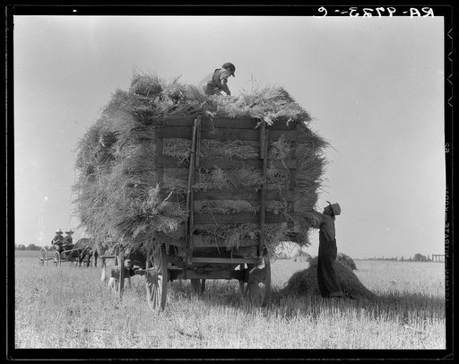 The threshing of oats. Clayton, Indiana, south of Indianapolis