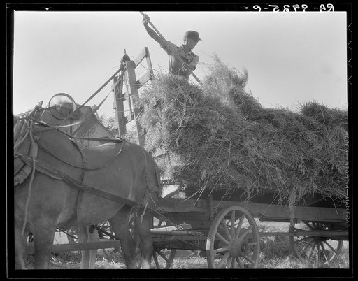 The threshing of oats. Clayton, Indiana, south of Indianapolis