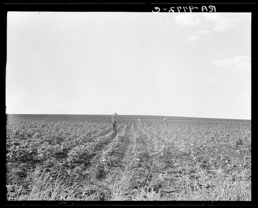 Hoeing cotton. South Texas
