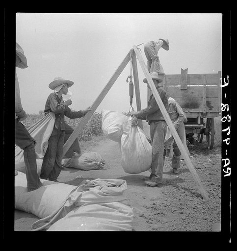 Weighing cotton near Robstown, Texas