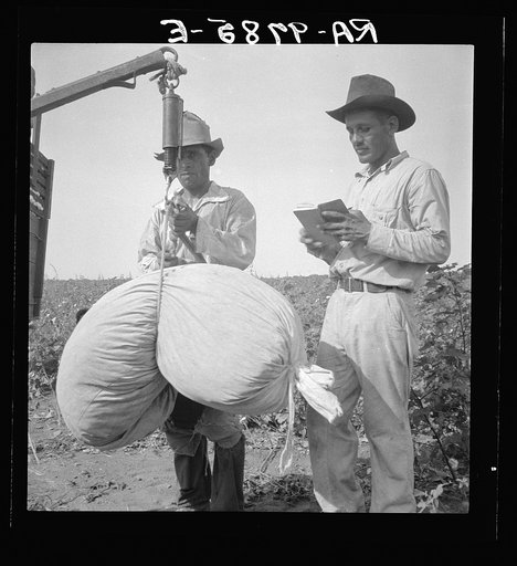 Cotton weighing near Robstown, Texas