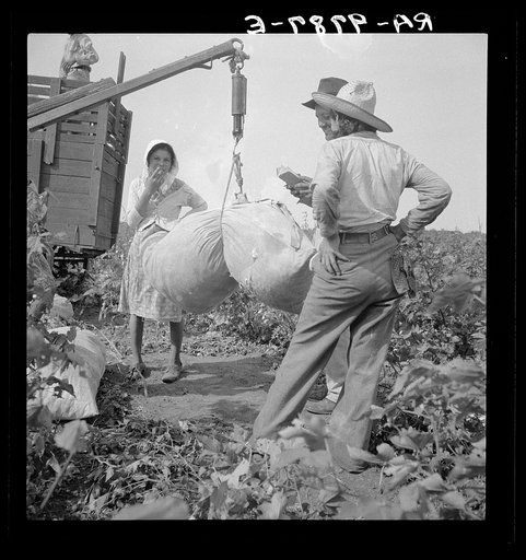 Cotton weighing near Brownsville, Texas